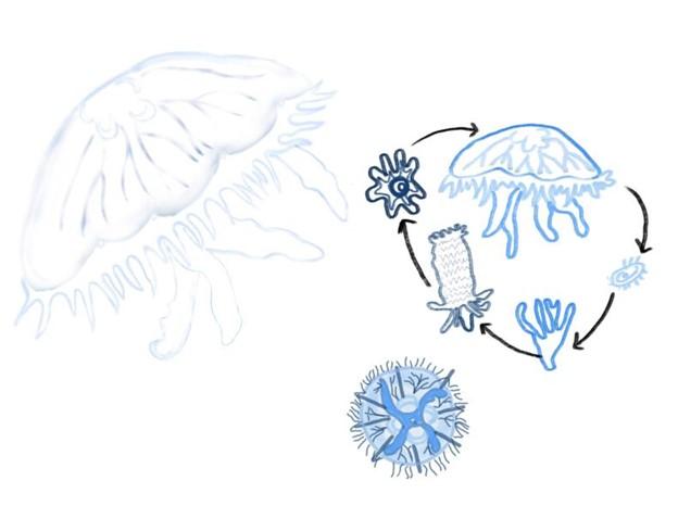 元老級海洋生物 -水母