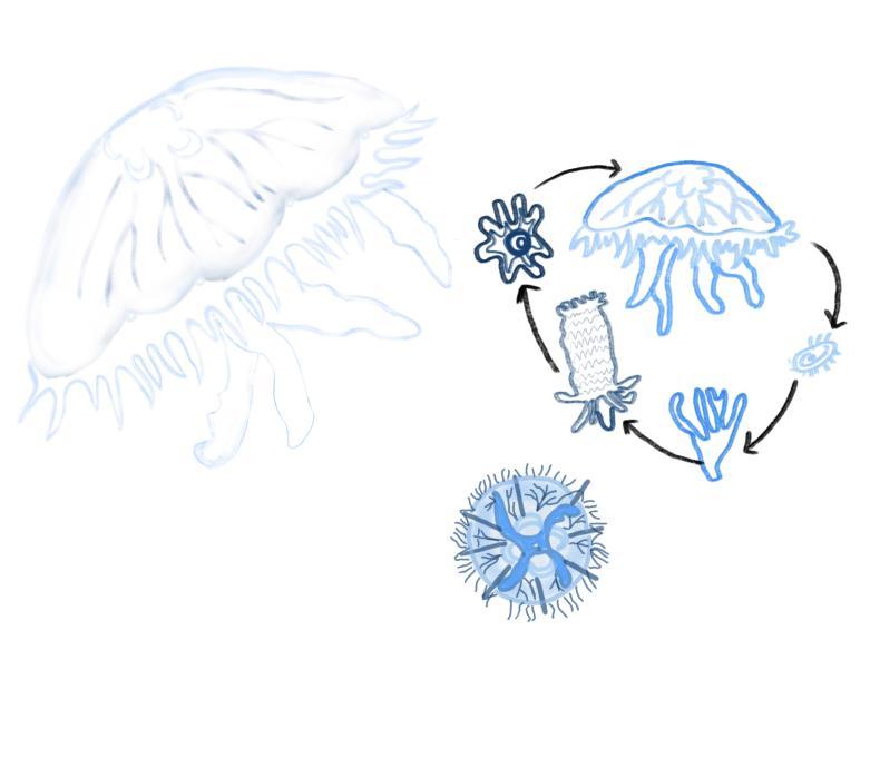 A diagram of a life cycle of a jellyfish

Description automatically generated