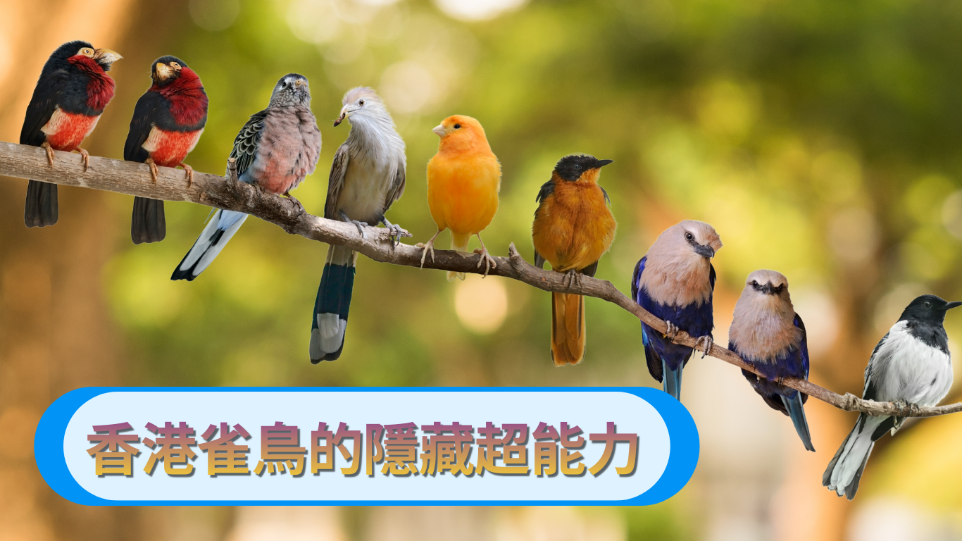 香港雀鳥的隱藏超能力