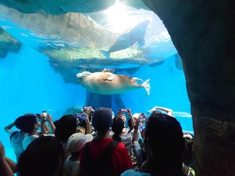 A group of people looking at a seal in a tank

AI-generated content may be incorrect.